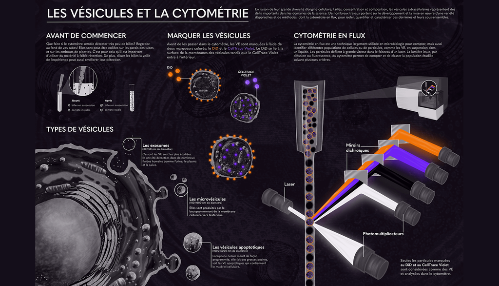 Illustration les vésicules et la cytométrie, de l'éudiante Geneviève carreau, réalisée dans le cadre du cours des-6101 notions de design à l'Itation scientificique.