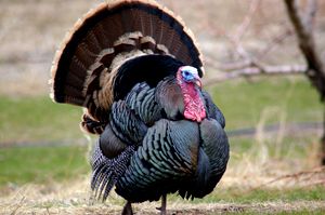 <p>Au Québec, la chasse au dindon sauvage est restreinte aux mâles. Comme ces oiseaux sont polygynes, le prélèvement des mâles risque moins de perturber les effectifs de l'espèce.</p>