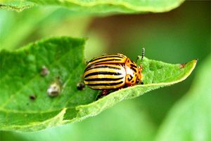 <p>Le redoutable doryphore, que l'on voit ici en action, a été supplanté par d'autres espèces dans les champs où croissait la pomme de terre Newleaf produite par la firme Monsanto.</p>