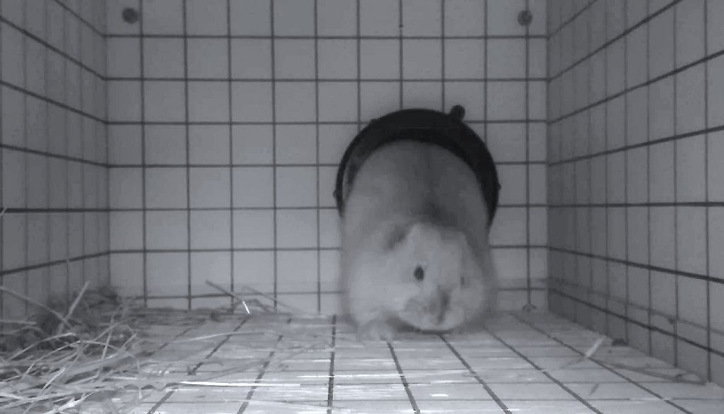 <p>Un lemming variable fait son entrée dans l'enceinte où est installée une caméra infrarouge.</p>