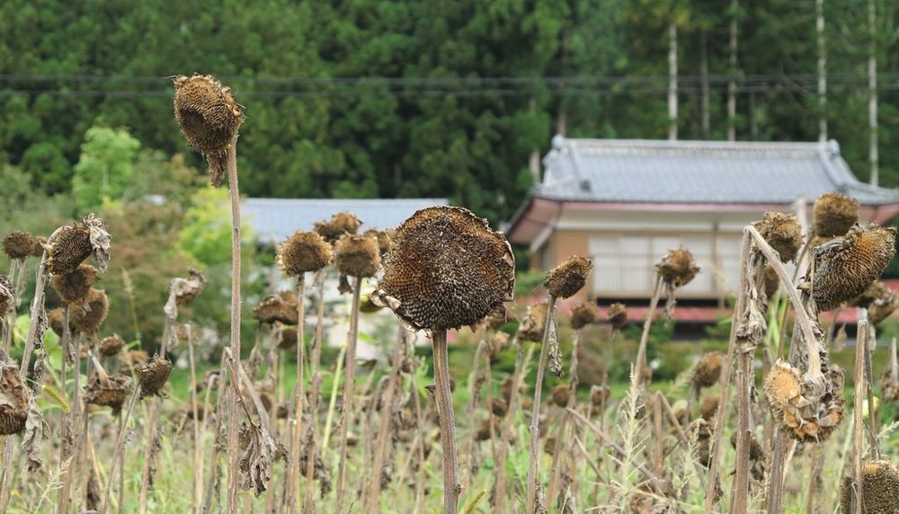 Des tournesols flétris dans un champ irradié. Plusieurs cultivateurs de la préfecture de Fukushima croyaient que le tournesol absorbait les radiations pendant sa croissance. Des expériences pour décontaminer des terres agricoles irradiées furent donc tentées avec cette plante.