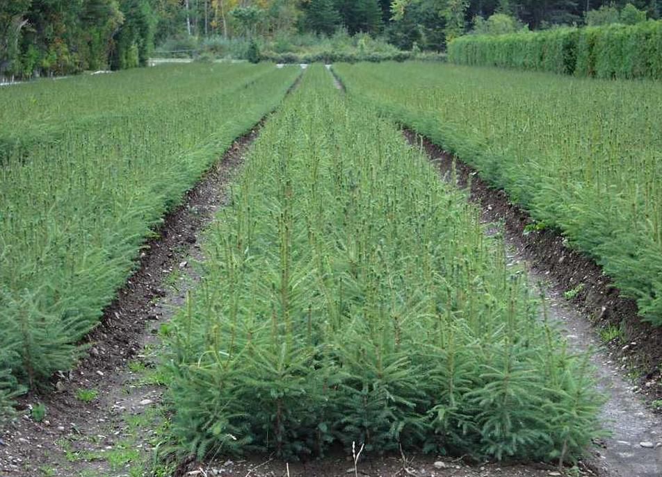 Les projets subventionnés visent, entre autres, à sélectionner des arbres qui seront mieux adaptés aux nouvelles conditions climatiques et environnementales créées par les changements climatiques.