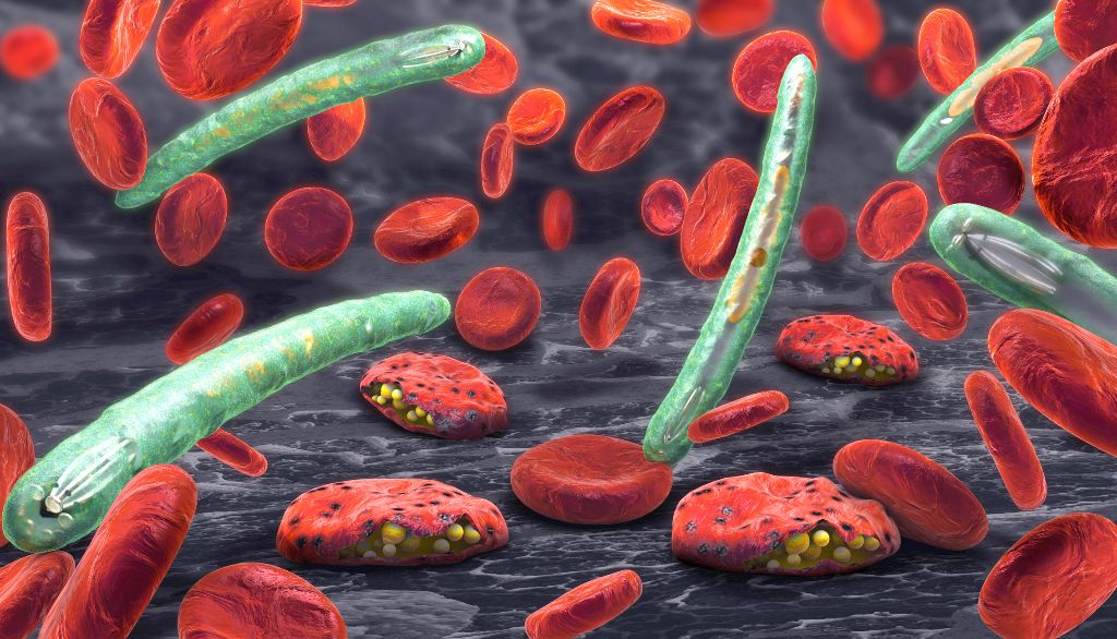 <p>Représentation artistique de spécimens de Plasmodium falciparum, un protozoaire causant la malaria, entourés de globules rouges.</p>