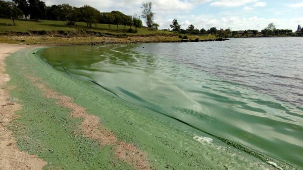 Les scientifiques ont fait la démonstration à l’aide de données provenant de 464 lacs en Amérique du Nord et du Sud, dont la rivière río Negro, en Uruguay.