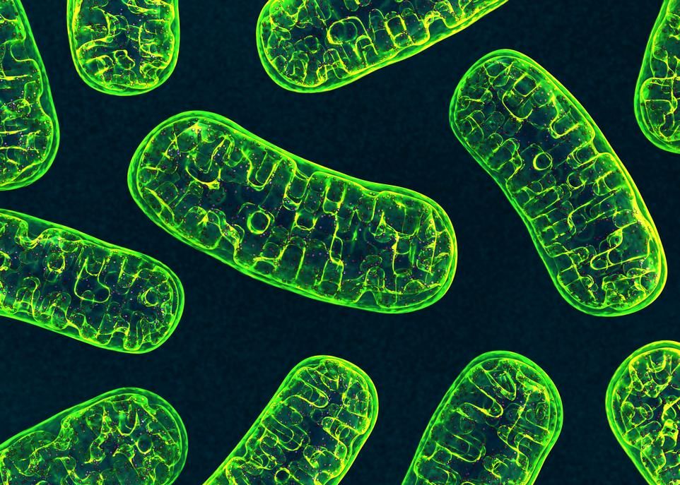 Les mitochondries présentes dans notre corps seraient les descendantes d'une espèce bactérienne. Lorsqu'elles se retrouvent à l'extérieur des cellules, notre système immunitaire réagit comme il le ferait avec un organisme étranger en produisant des anticorps. Cette réponse pourrait contribuer à l'apparition ou au développement du lupus.