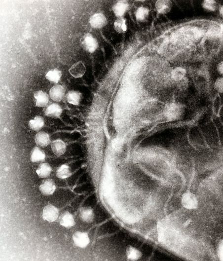 Des bactériophages prennent d'assaut une bactérie. Heureusement pour elle, la nature l'a dotée de mécanismes de défense qui ciblent le matériel génétique de ses envahisseurs.