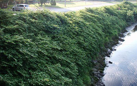 Sur certaines sections de la Chaudière, comme ici à Vallée-Jonction, les colonies de renouées sont si denses qu'elles étouffent toutes les autres plantes.