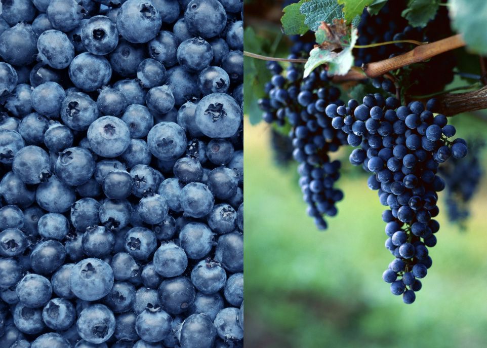 <p>Le bleuet et le raisin ont chacun des effets avérés sur les fonctions cognitives. Chaque fruit contient des polyphénols qui lui sont propres, mais dont l'action combinée est complémentaire et synergique. </p>