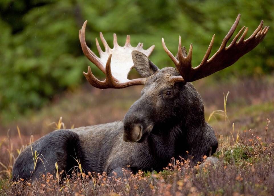 En Norvège comme au Québec, les densités élevées d'élans ou d'orignaux peuvent altérer la trajectoire de la succession végétale après une coupe forestière.