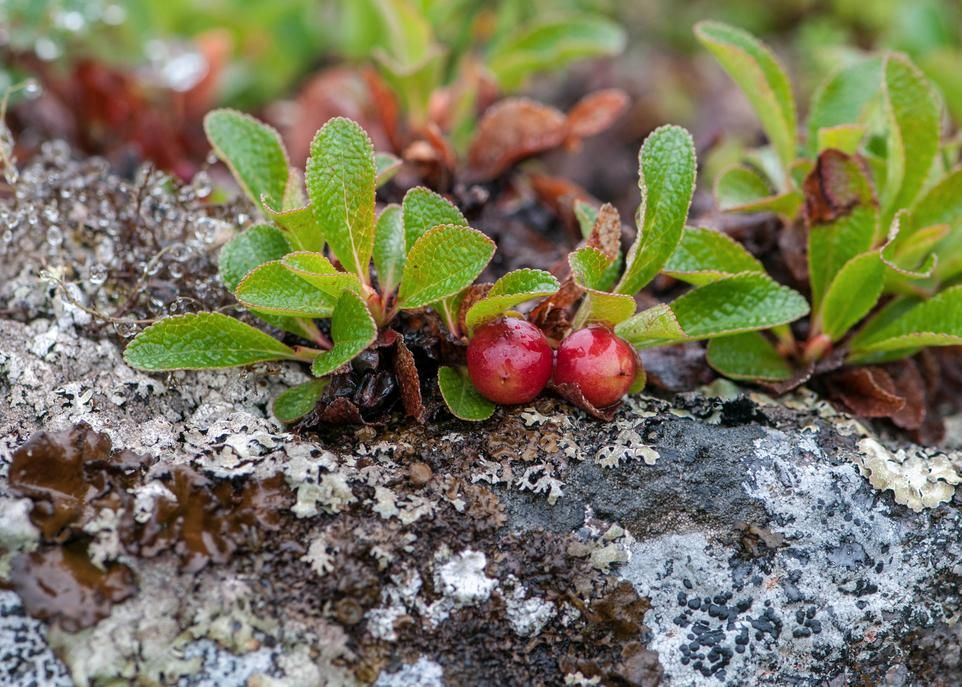 La busserole alpine, Arctous alpina, est l'une des espèces qui figurent dans le 3e tome de la Flore nordique du Québec et du Labrador. Très résistante au froid, cette plante colonise les environnements sableux et rocheux exposés, souvent déneigés pendant l'hiver.