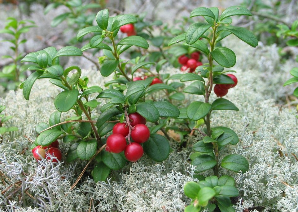 L'airelle rouge est l'une des plantes nordiques dont les fruits contiennent des polyphénols produisant des effets bénéfiques sur la santé métabolique de souris obèses.