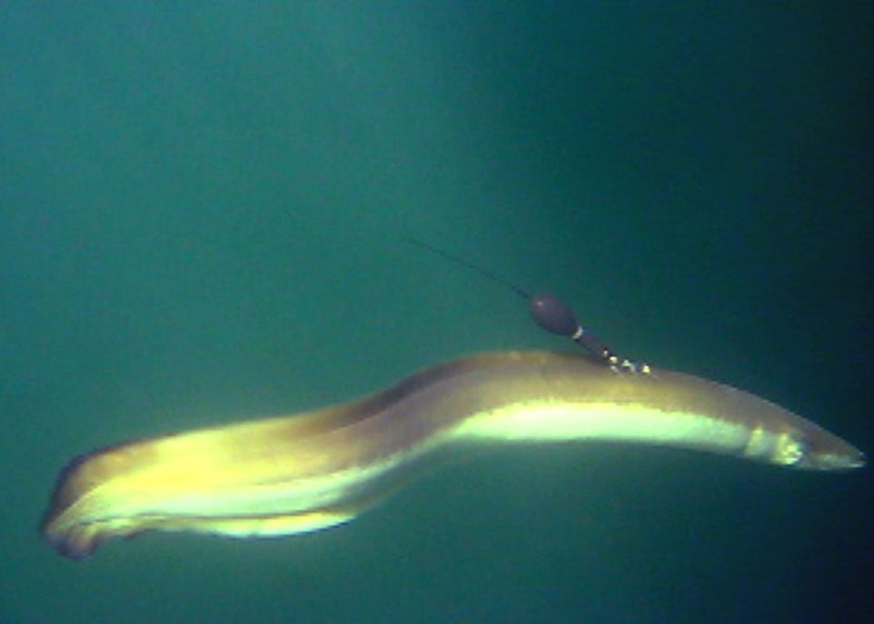 Pour reconstituer les migrations de l'anguille, les chercheurs ont eu recours à des émetteurs satellites qui mesurent et enregistrent la température et la profondeur de l’eau. Le détachement de ces appareils est programmé afin qu'ils puissent remonter à la surface pour transmettre leurs données.