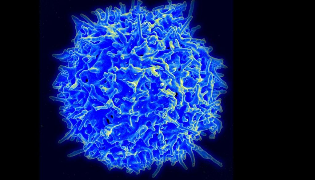 Les lymphocytes T CD4 sont les cibles privilégiées du VIH. C'est dans des sous-populations de ces cellules, retrouvées dans la rate et dans les ganglions de l'intestin, que le virus se mettrait à l'abri des antirétroviraux.