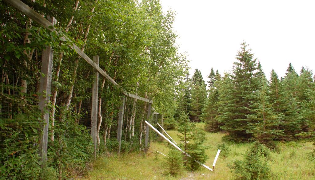 <p>Les exclos constituent une stratégie originale d’aménagement propre à l’île d’Anticosti. Il s’agit d’espaces clôturés dont sont exclus les cerfs. Comme la végétation sur ces terrains n’est plus soumise au broutement intensif des cervidés, la régénération de la forêt y est possible. </p>