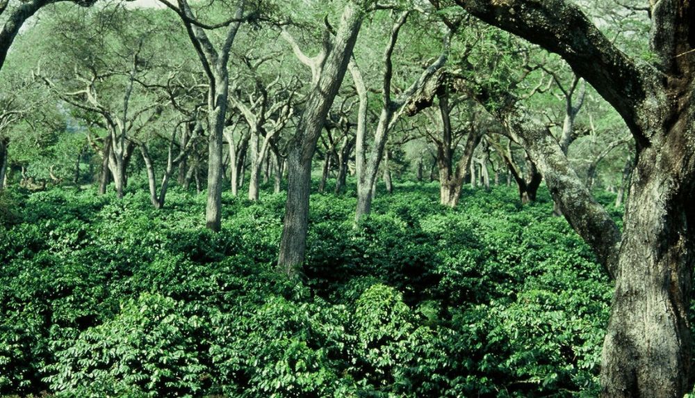 L'agroforesterie favorise l'adaptation aux changements climatiques. En Tanzanie, ces arbres d'ombre protègent les caféiers de la surchauffe due à l'augmentation des températures et leur assurent une meilleure productivité. 