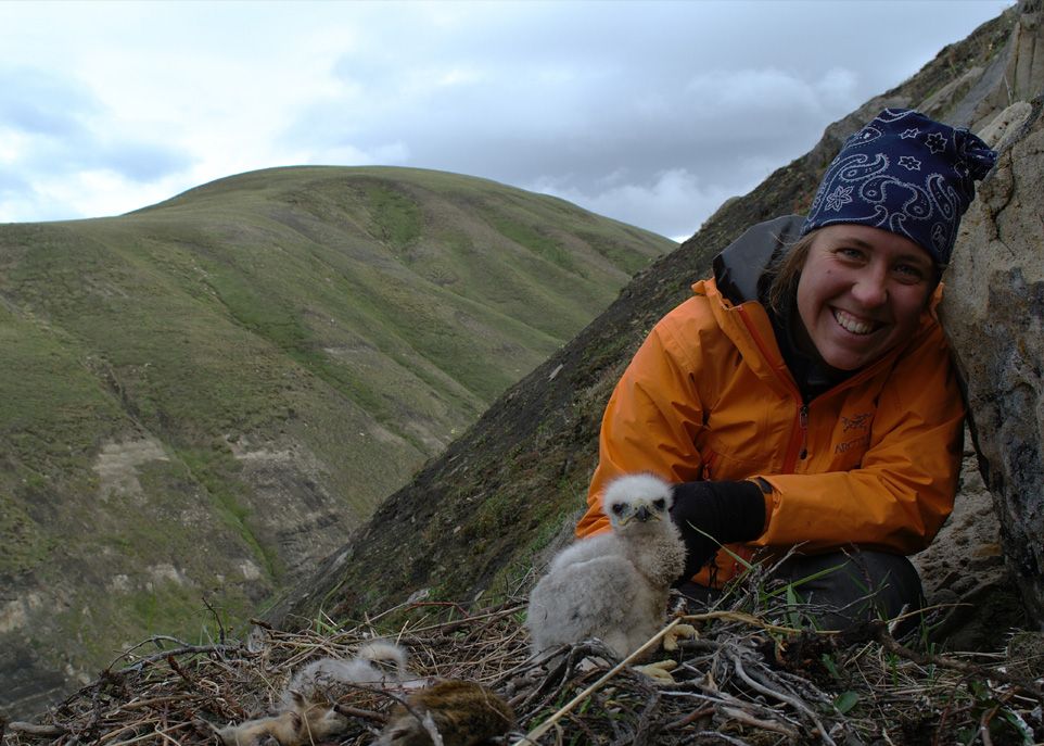 L'étudiante-chercheuse Andréanne Beardsell visite un nid de buse pattue installé sur un versant escarpé d'une montagne de l'île Bylot. L'aire d'étude est revisitée chaque année afin de déterminer si les buses réutilisent un nid ou en construisent un nouveau.