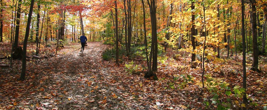 <p>Sillonné par le Sentier de la santé, le boisé situé entre les pavillons Desjardins et Lacerte est l'un des îlots de verdure du campus.</p>