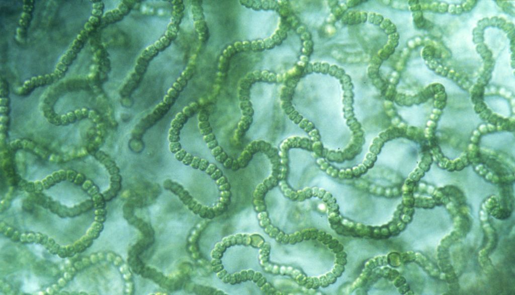 <p>La cyanobactérie Nostoc est un organisme unicellulaire colonial qui fixe l'azote de l'atmosphère dans les sols. Pour cette raison, elle joue un rôle clé dans les écosystèmes terrestres arctiques.</p>