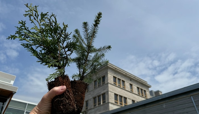 Jeunes plants de thuya et d'épinette blanche