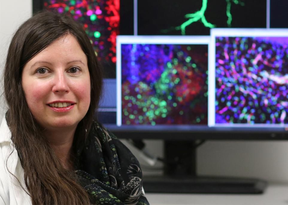«Notre étude est la première à démontrer que l'inflammation périphérique induite par un stress social chronique peut influencer directement le cerveau en altérant l'intégrité de la barrière hématoencéphalique», explique Caroline Ménard.