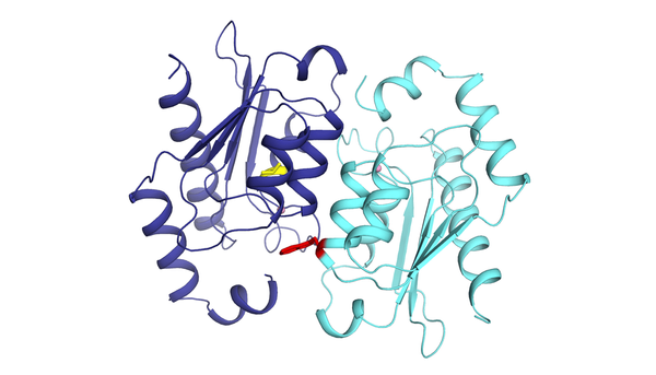 <p>Deux copies d&#39;une protéine de levure de boulanger prises dans une relation de codépendance. Des mutations de perte de fonction (en jaune et en rouge) les rendent incapables de fonctionner sans travailler ensemble.</p>