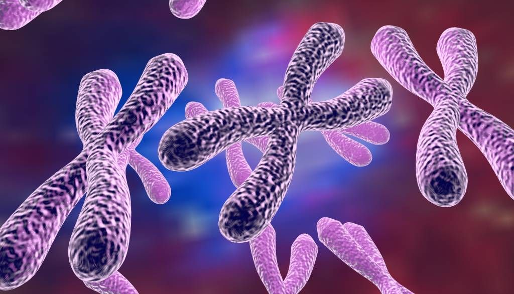 Chez l'humain, un nombre anormal de chromosomes peut affecter le développement et la survie des individus. Chez certaines espèces végétales ou animales, cette anomalie pourrait procurer des avantages évolutifs.