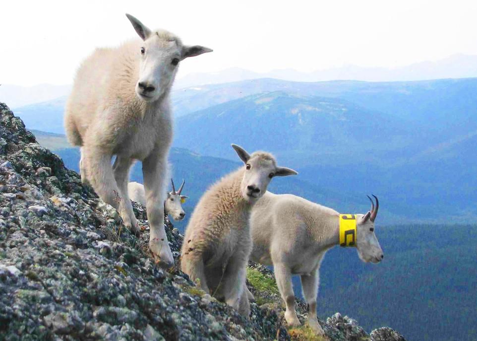 <p>Chez la chèvre de montagne, le fait d'avoir un petit de sexe masculin réduit la performance reproductrice de la mère l'année suivante, ce qui suggère l'existence d'un coût reproducteur plus élevé pour les chevreaux mâles. Toutefois, le fait de donner naissance à beaucoup de mâles n'affecterait pas la longévité de la mère.</p>