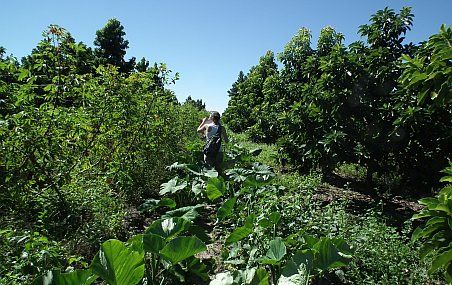 La forêt nourricière exploite toutes les strates d'une forêt, de la canopée des grands arbres jusqu'aux plantes couvre-sol.