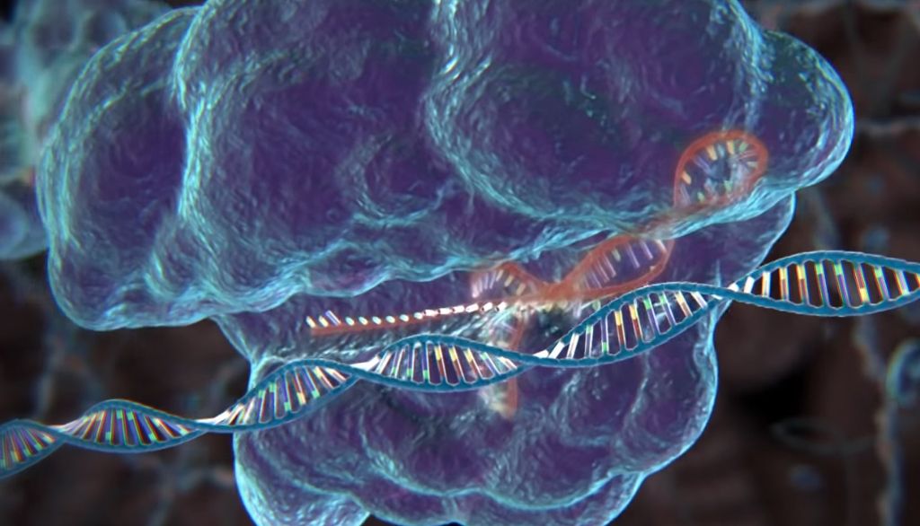 Le système CRISPR-Cas9 est un outil d'édition des génomes de plus en plus utilisé en sciences et en médecine.