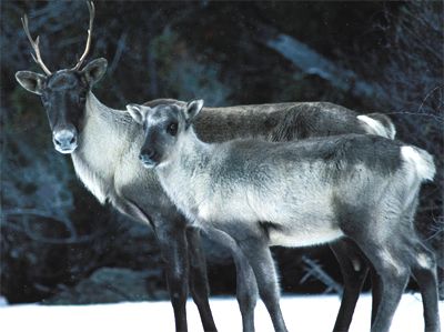 «Le fait que le caribou est présentement abondant dans le Nord québécois n'est garant de rien pour l'avenir.»