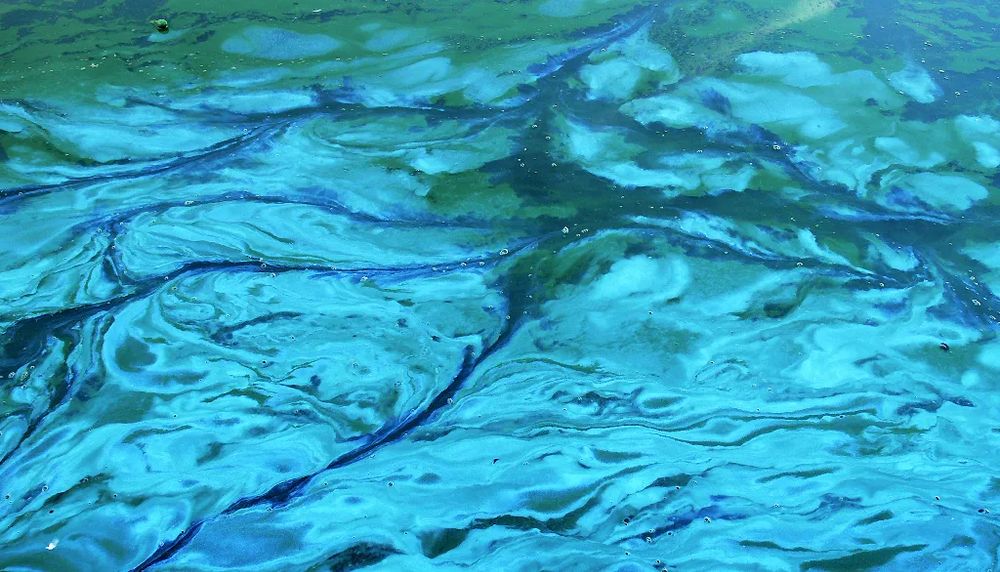 Environ 20% des espèces d'algues bleues produisent des toxines néfastes à la santé humaine. Le projet mené par les professeurs Levesque et Comte permettra de les détecter plus rapidement.