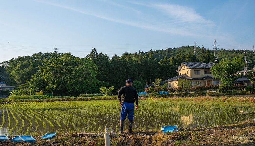 Un cultivateur de Litate, dans la préfecture de Fukushima, devant sa rizière en 2016. Les expériences de décontamination dans des rizières consistaient à inonder les champs, ensuite à mélanger l’eau avec la couche arable irradiée au-dessous. Ce faisant, les polluants radioactifs étaient remués et délogés.