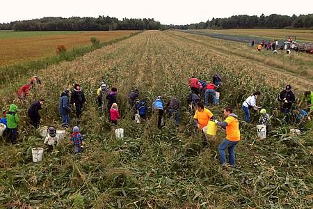 Moissonneurs solidaires est une ferme maraîchère à vocation sociale de la région de Lotbinière. Sa production est destinée au réseau Moisson Québec. De plus, elle engage de jeunes hommes en difficulté et en démarche de réinsertion sociale.