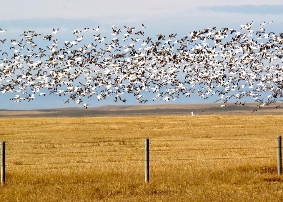 Envol spectaculaire d’oies sauvages, en Alberta, en novembre 2015. Ces oiseaux nichent dans l’ouest de l’Arctique et passent l’hiver au centre de la Californie ou à l’intérieur du Mexique.
