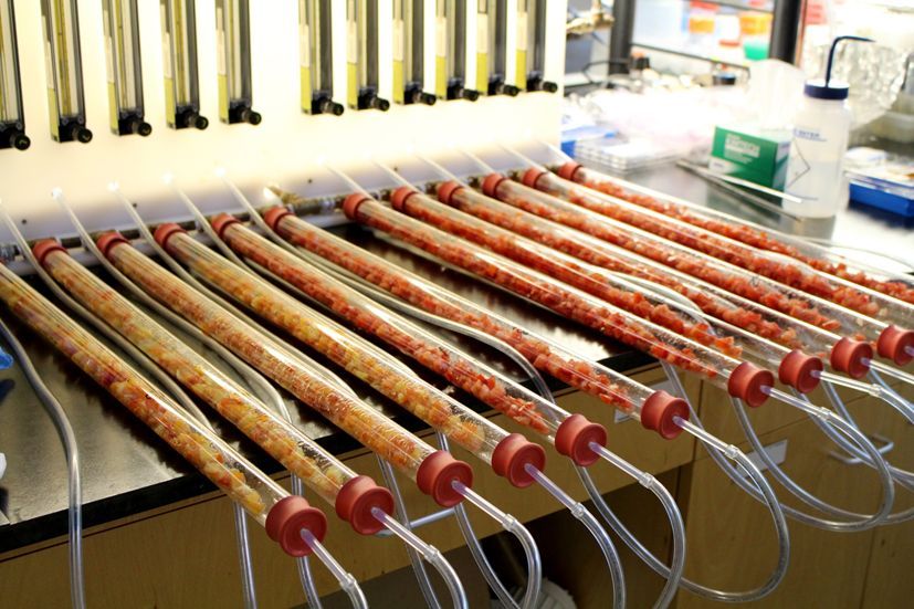 <p>L'équipe du professeur Goulet mesure la production de composés volatils en récoltant l'air après son passage dans des tubes de verre contenant des morceaux de tomates. Les échantillons ainsi recueillis sont soumis à une analyse par chromatographie en phase gazeuse.</p>