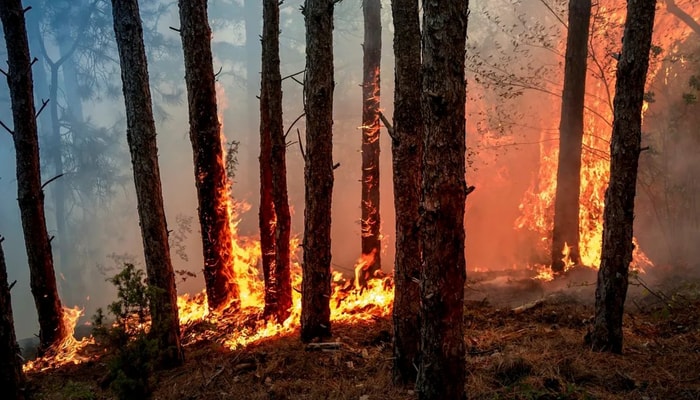 Pour qu'un feu de forêt se déclenche et se propage, il faut un carburant, de l'oxygène, de la chaleur et une réaction en chaîne. Le gel mis au point par les chercheurs de l'Université Laval agit sur ces quatre éléments.