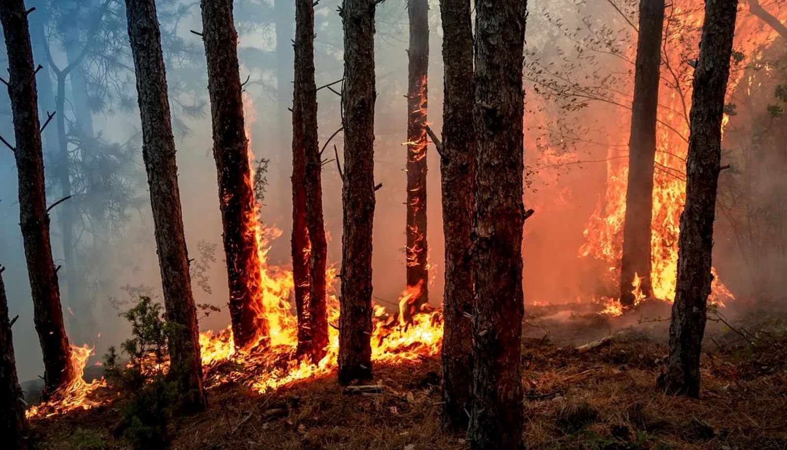 Pour qu'un feu de forêt se déclenche et se propage, il faut un carburant, de l'oxygène, de la chaleur et une réaction en chaîne. Le gel mis au point par les chercheurs de l'Université Laval agit sur ces quatre éléments.