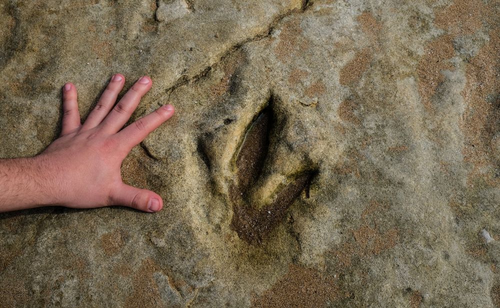 Cette empreinte fossilisée, découverte sur la plage d’Anza, a été faite par un dinosaure tridactyle, signifiant que ses pattes sont munies de trois orteils.