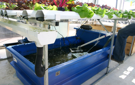 <p>Exemple d'un système aquaponique en circuit fermé. Les effluents du bassin d'élevage des poissons servent à arroser le milieu de culture des plantes. Les racines retiennent les éléments nutritifs et l'eau est retournée au bassin.</p>