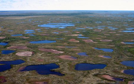 Cette photo, prise en juillet 2013 dans le parc national Wapusk, près de Churchill au Manitoba, illustre bien l'ampleur de l'assèchement des lacs survenu à la suite d'une série d'hivers peu neigeux.