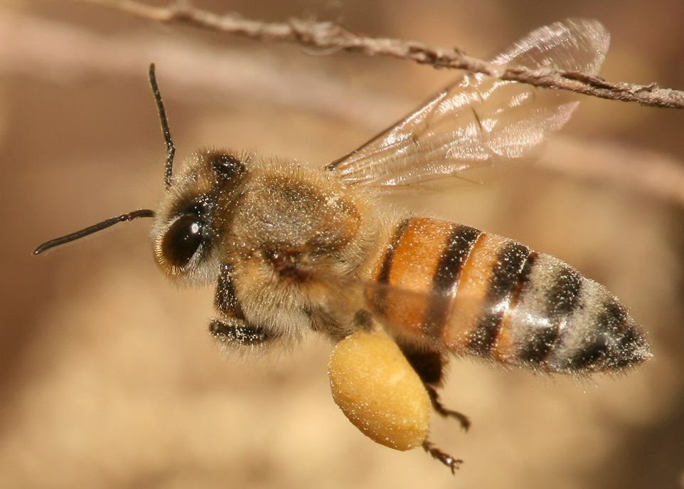 <p>Deux des quatre probiotiques testés par les chercheurs proviennent de bactéries présentes naturellement dans le microbiote intestinal de l'abeille. L'étude montre que ces bactéries ont un effet protecteur intéressant contre un champignon pathogène de l'abeille.</p>