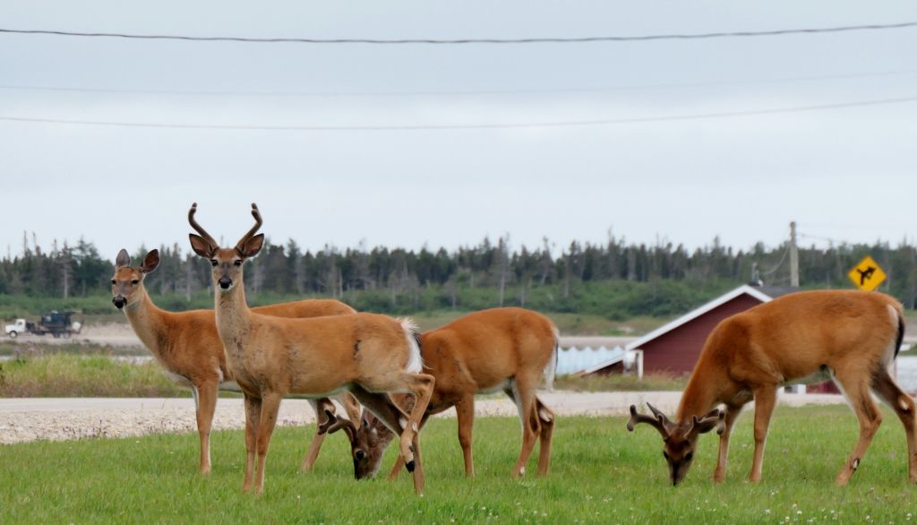 <p>La densité très élevée de cerfs sur l'île d'Anticosti – plus de 20 cerfs/km<sup>2</sup> – permet de les croiser relativement facilement, même au cœur du village de Port-Menier.</p>