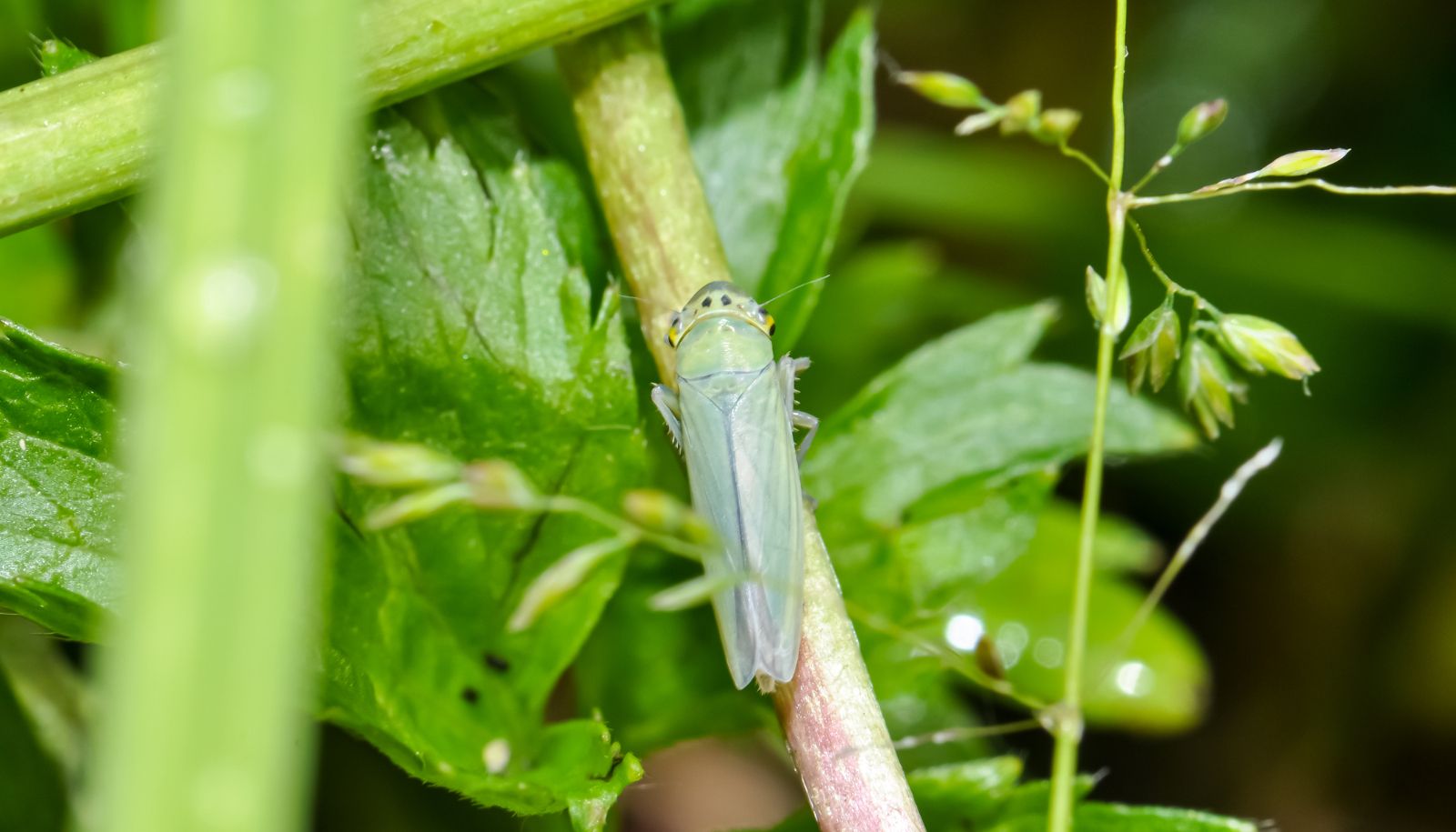 <p>Les cicadelles, d'une longueur d'environ 3 mm, s'attaquent aux jeunes pousses végétales.</p>
