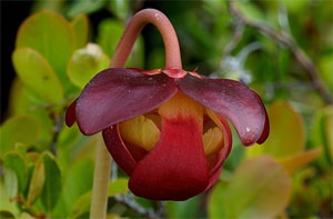 La fleur de la sarracénie pourpre, une espèce qui contribue à la biodiversité des tourbières
