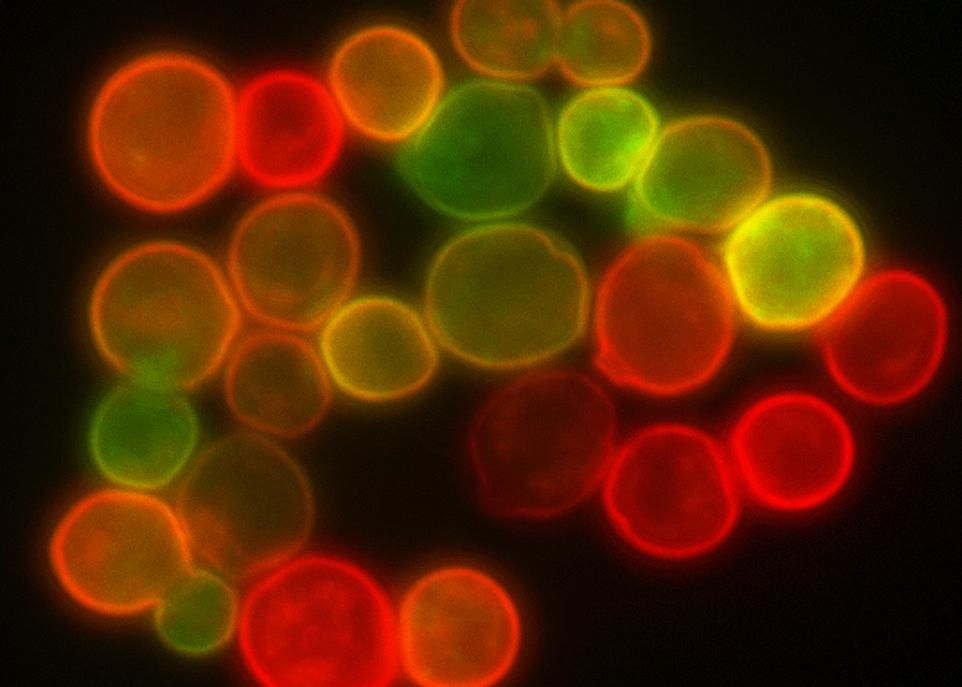 <p>Les chercheurs ont utilisé la levure à pain, S. cerevisiae, pour étudier l'effet des gènes dupliqués sur le génome. Environ 20% des gènes de ce champignon unicellulaire ont un équivalent chez l'humain. </p>