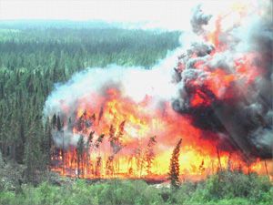 Au Canada, environ 8 500 feux surviennent chaque année et causent la destruction de 2,5 millions d'hectares de forêts, soit 2,5 fois la superficie prélevée par l'industrie forestière.