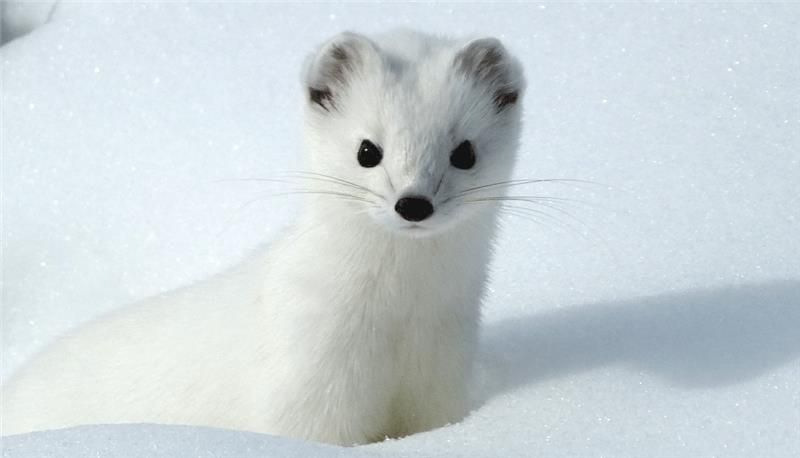 L'hermine dépend fortement de l'abondance locale de lemmings. Il doit y avoir un crash de la population d'hermines pour que la population de lemmings puisse sortir d'un creux de vague.