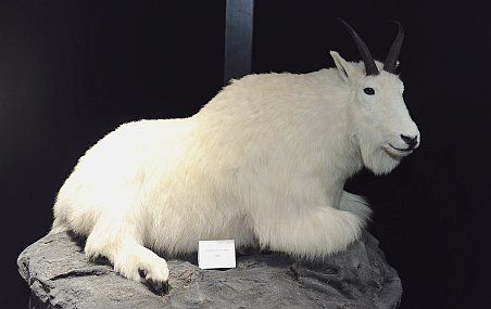 <p>Spécimen de chèvre de montagne provenant de l'Alberta, de la famille des bovidae. Don de Pierre Bellemare en 2006, collections de l'Université Laval.</p>