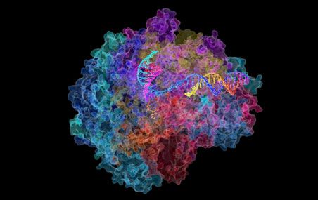 L'ARN polymérase II, l'un des complexes de protéines étudiés par les chercheurs, intervient dans la transcription de l'ADN en ARN. Il est composé de 12 protéines qui doivent s'emboîter de façon optimale pour que l'ensemble soit fonctionnel.
