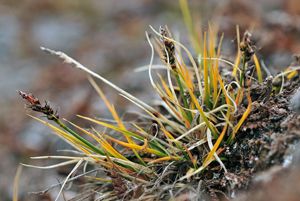 <p>Carex glacialis, une des espèces de carex dont l'identification pourrait être facilitée grâce à des outils génétiques.</p>